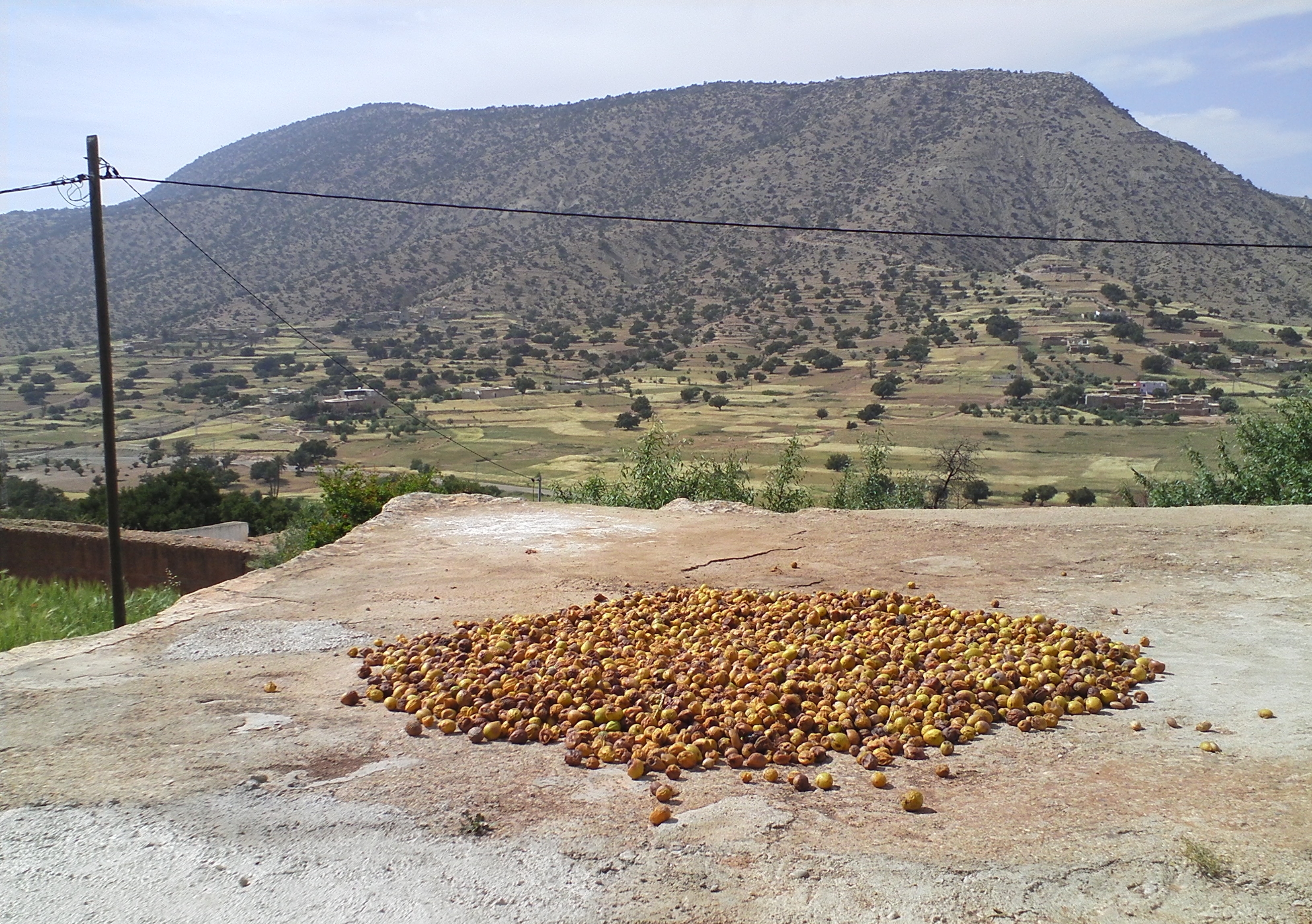 Moroccan argan fruit drying on a plateau in the sun near Essaouira, western Morocco