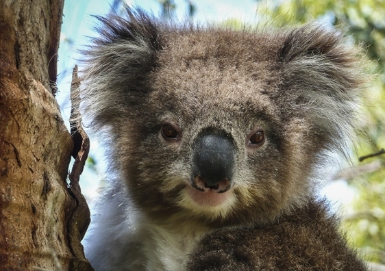 koala_5_2.jpg