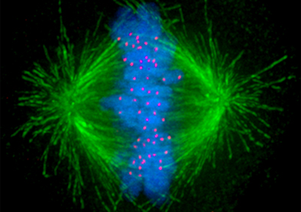 Tiny tube-like structures inside the cell called microtubules (in green) that help separate chromosomes evenly during cell division can overcome low exposures to chemotherapy. Image: Wikimedia Commons.