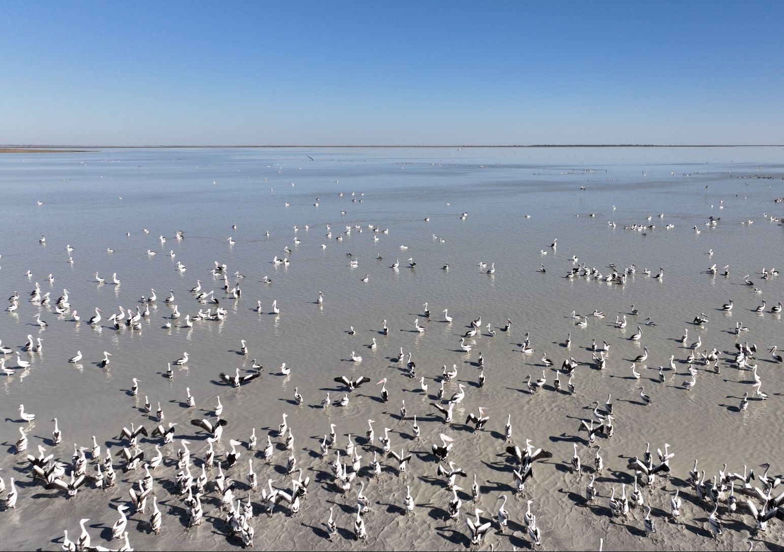 There has been a significant decline in waterbird numbers along eastern Australia since the 1980s, but recent successful breeding events are helping to replenish bird populations. Photo: Shot by Harro for UNSW.