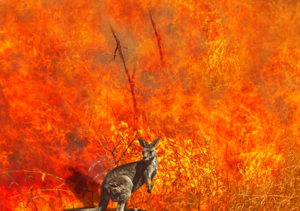 Kangaroo and bushfire.jpg