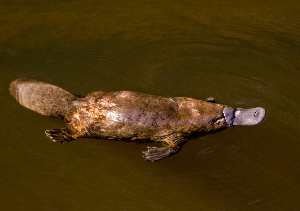 Platypus populations impacted by large river dams are more vulnerable to  threats | UNSW Newsroom