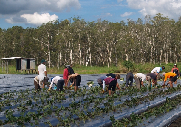 Fruit picking in Queensland - an industry heavily-dependent on migrant workers. Image from Shutterstock
