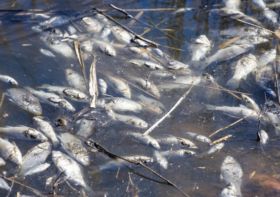 Numerous fish kills were recorded in February by the NSW Department of Primary Industries. Image from Shutterstock