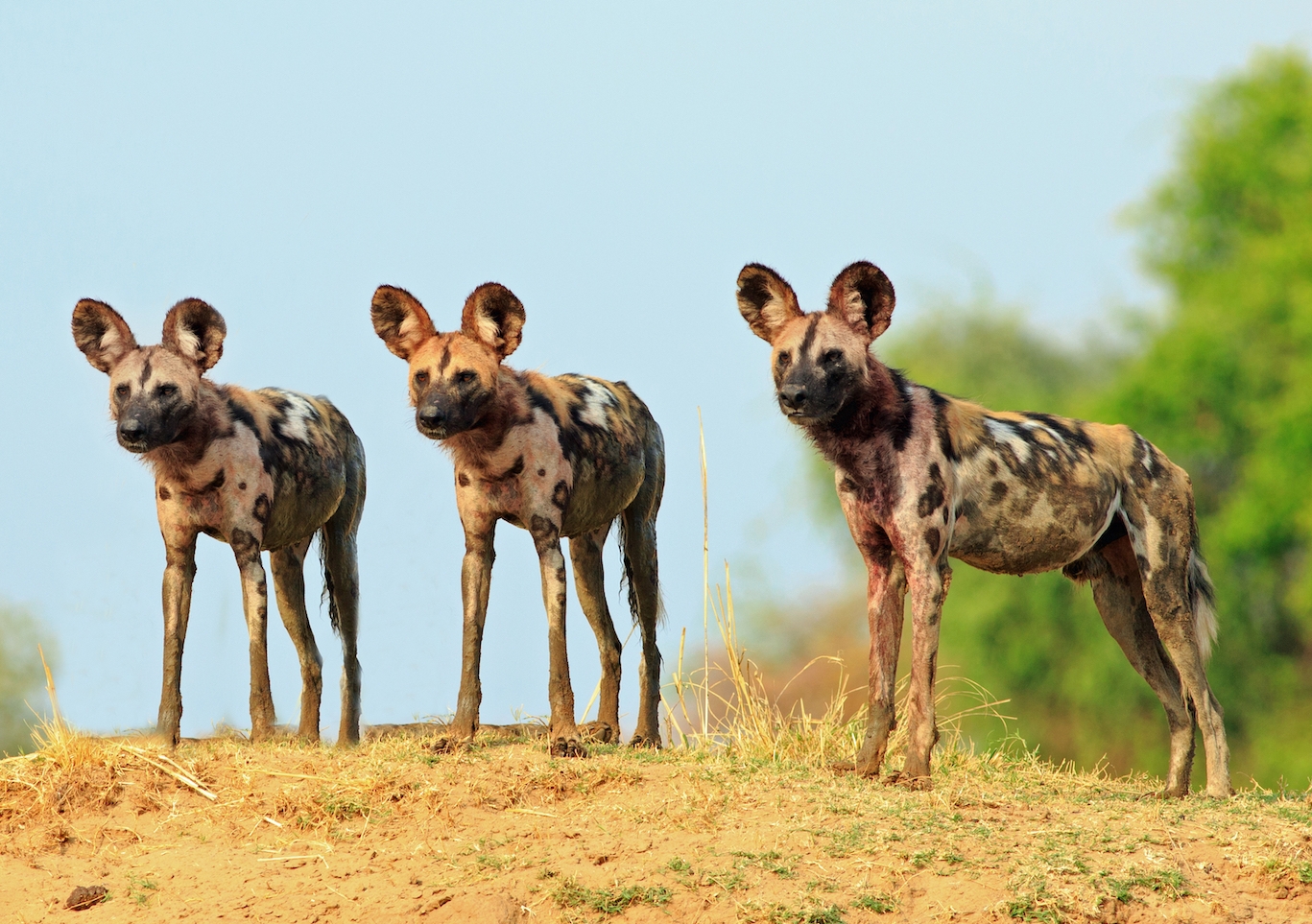 Climate change is causing African wild dogs to give birth later –  threatening their survival | UNSW Newsroom