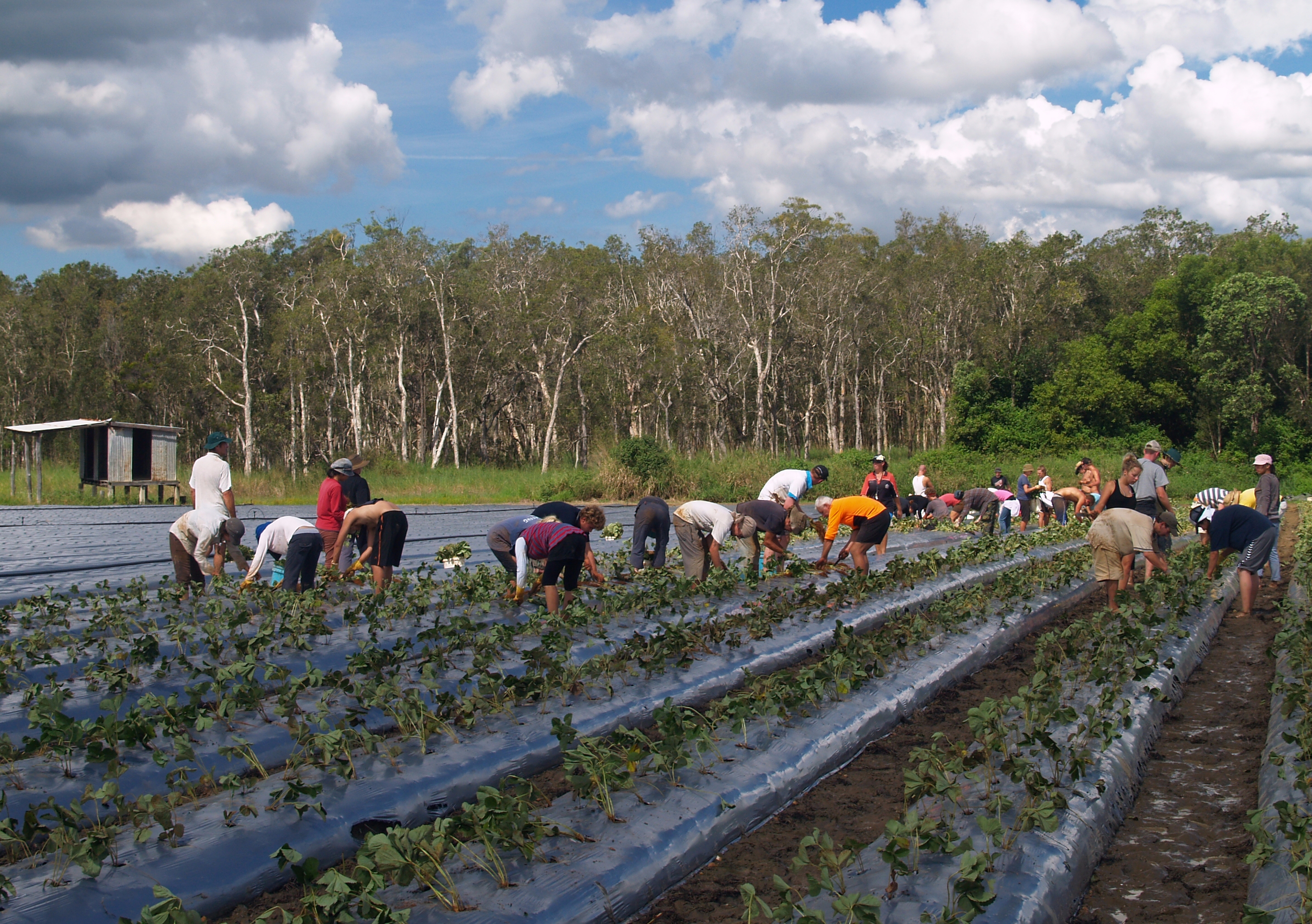 Fruit picking, like on this Queensland strawberry farm, is back-breaking work. Photo: Shutterstock