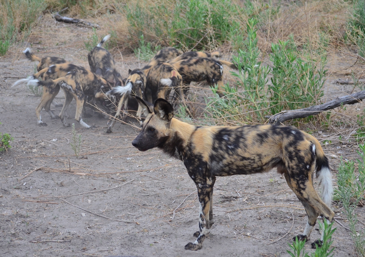 African wild dogs have a feeding queue: why it makes sense | UNSW Newsroom